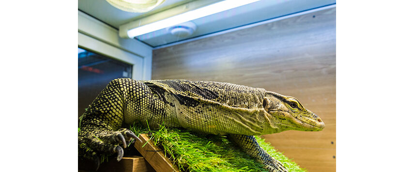 How to Light a Herptile's Cage